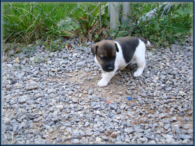 Maggie x Tubs - Jack Russell Terrier puppies