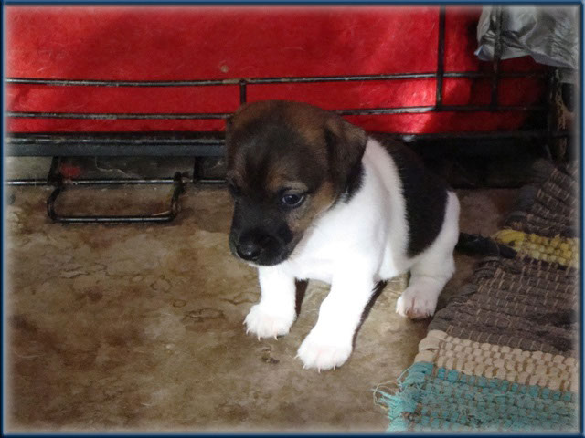 Maggie x Tubs - Jack Russell Terrier puppies