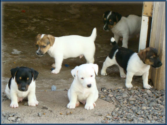 Maggie x Tubs - Jack Russell Terrier puppies