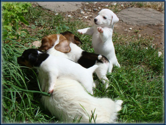 Maggie x Tubs - Jack Russell Terrier puppies