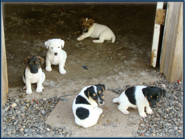 Maggie x Tubs - Jack Russell Terrier puppies