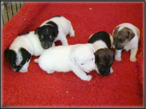 Maggie x Tubs - Jack Russell Terrier puppies