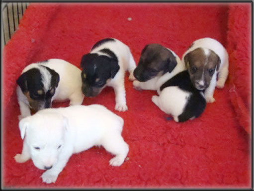 Maggie x Tubs - Jack Russell Terrier puppies