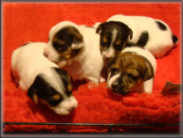 Maggie x Tubs - Jack Russell Terrier puppies