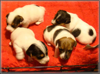 Maggie x Tubs - Jack Russell Terrier puppies