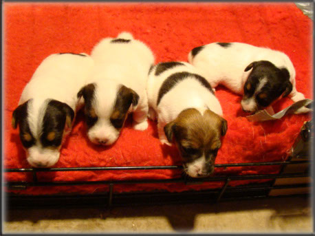 Maggie x Tubs - Jack Russell Terrier puppies