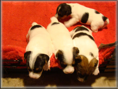 Maggie x Tubs - Jack Russell Terrier puppies