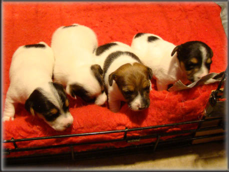 Maggie x Tubs - Jack Russell Terrier puppies