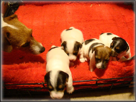 Maggie x Tubs - Jack Russell Terrier puppies