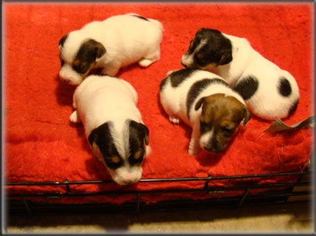 Maggie x Tubs - Jack Russell Terrier puppies