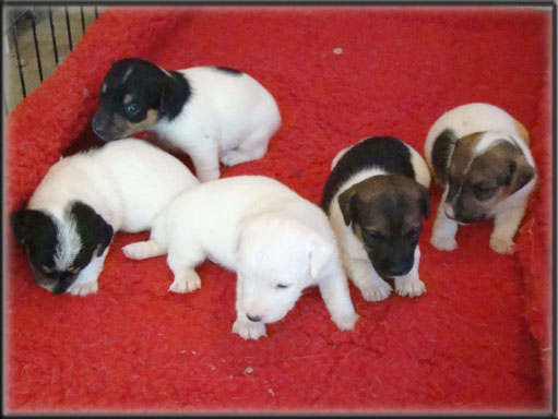 Maggie x Tubs - Jack Russell Terrier puppies