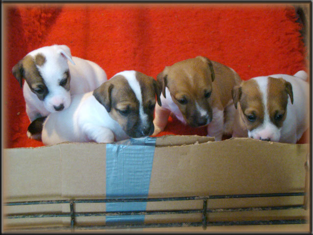 Rizzo x Tubs ~ Jack Russell Terrier puppies