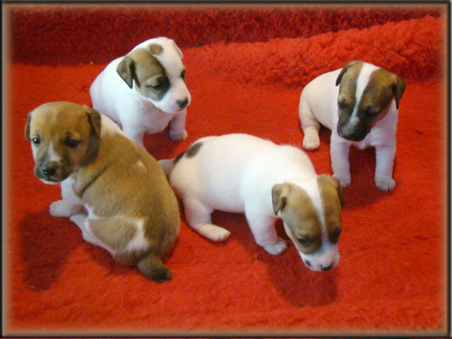 Rizzo x Tubs ~ Jack Russell Terrier puppies