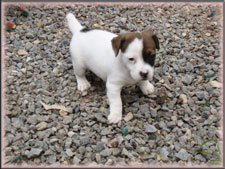 Annie x Spanky jack russell terrier puppy - female