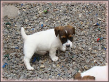 Annie x Spanky jack russell terrier puppy for sale - female