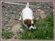 Annie x Spanky jack russell terrier puppy - female