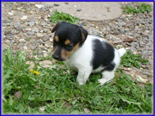 Maggie x Tubs jack russell terrier puppy - female