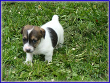 Maggie x Tubs jack russell terrier puppy for sale - female