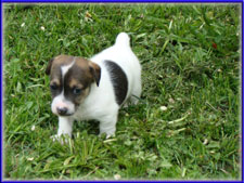 Spanky's Jack Russell Terrier Females