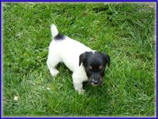 Maggie x Tubs jack russell terrier puppy for sale - male