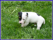 Maggie x Tubs jack russell terrier puppy - male for sale