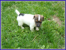 Maggie x Tubs jack russell terrier puppy - male