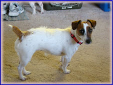 Jack Russell Terrier Puppies for sale