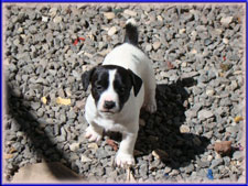 Rizzo x Ryder jack russell terrier puppy - female