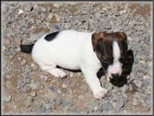 Rizzo x Ryder jack russell terrier puppy - male
