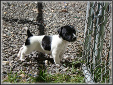 Rizzo x Ryder jack russell terrier puppy - male