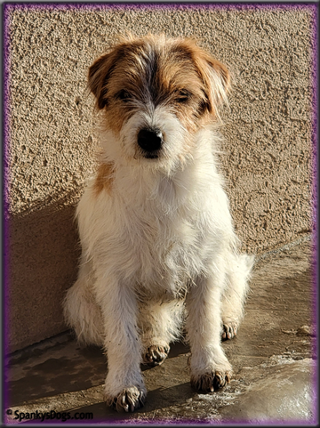 Dayze - female Jack Russell Terrier for sale