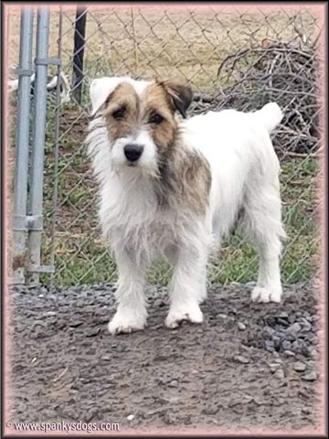 Lacey, Jack Russell Terrier female for sale