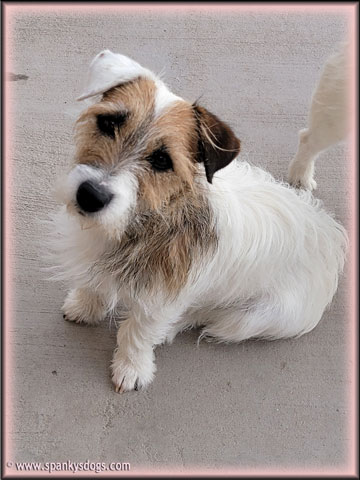 Lacey, Jack Russell Terrier female for sale