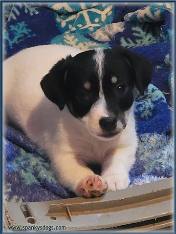 Jack Russell Terrier Puppy for sale - female #1