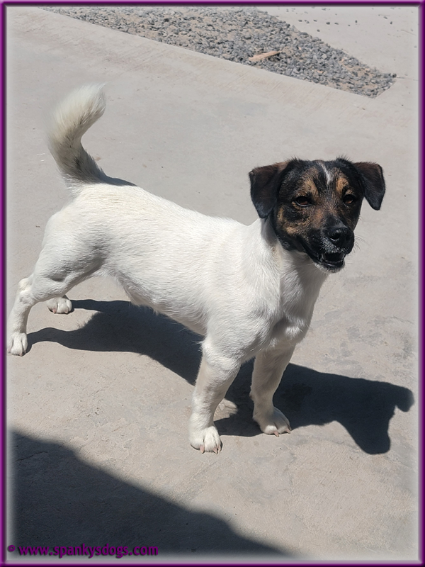 Jack Russell Terrier puppies for sale in Colorado UKC AKC registered SpankysDogs