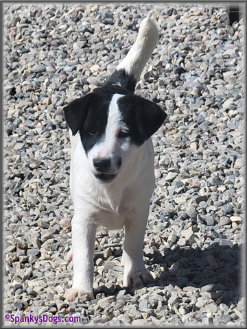 Male #1 Jack Russell Terrier Puppy for Sale