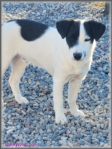 Male #1 Jack Russell Terrier Puppy for Sale