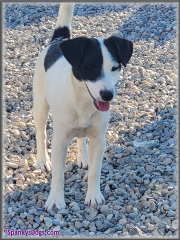 Male #1 Jack Russell Terrier Puppy for Sale