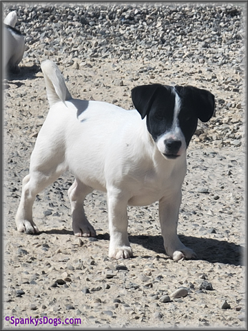 Male #2 Jack Russell Terrier Puppy for Sale