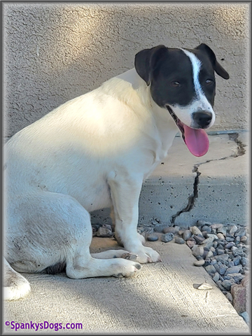 Male #2 Jack Russell Terrier Puppy for Sale
