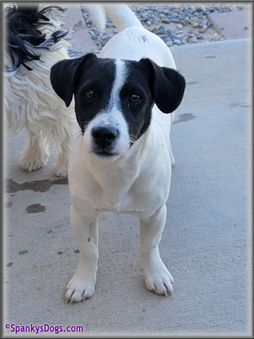 Male #2 Jack Russell Terrier Puppy for Sale