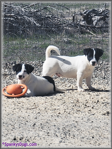 2 male jack russell terrier puppies for sale