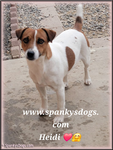 Heidi, upcoming Jack Russell Terrier female