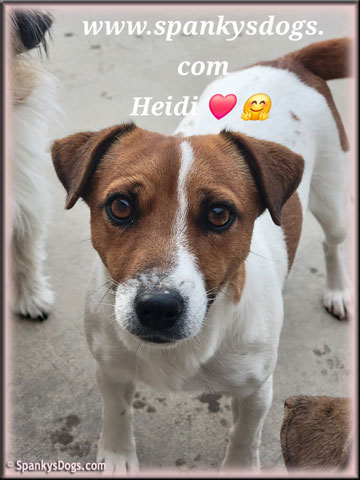 Heidi, upcoming Jack Russell Terrier female