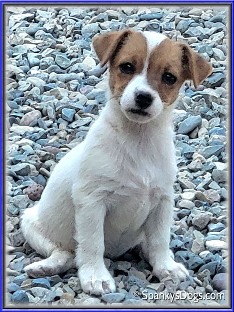 Female #1 Jack Russell Terrier Puppy for Sale
