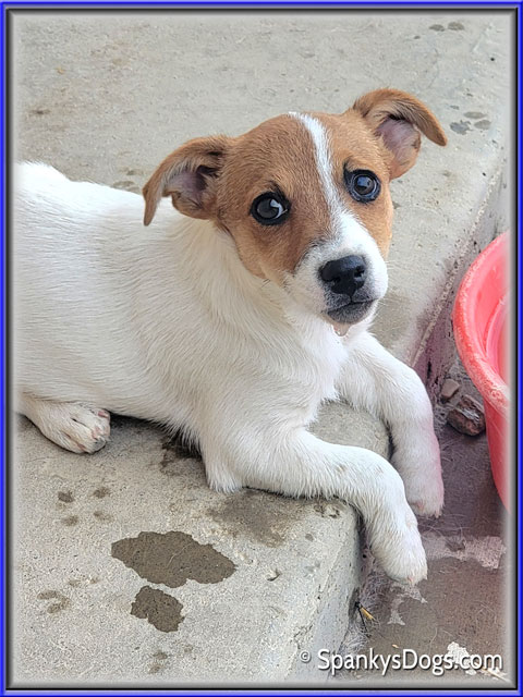 Female #2 Jack Russell Terrier Puppy for Sale