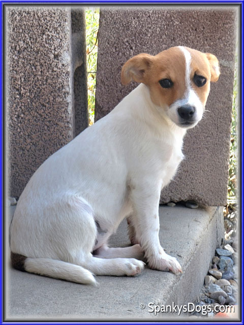 Female #2 Jack Russell Terrier Puppy for Sale