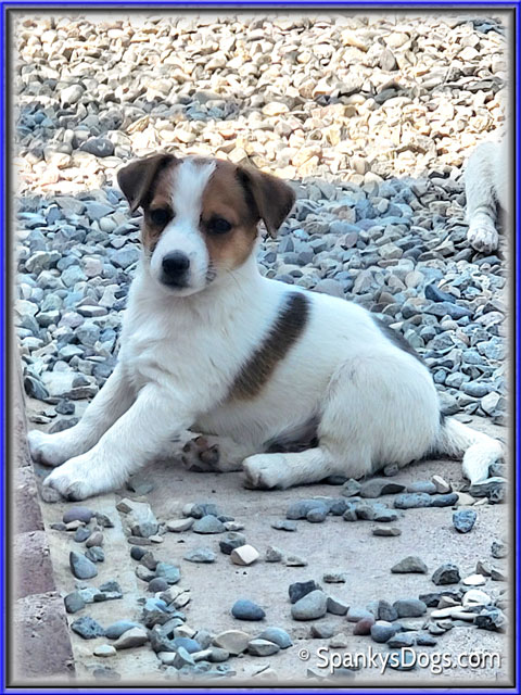 Male #1 Jack Russell Terrier Puppy for Sale