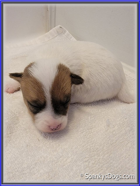 Male #1 Jack Russell Terrier Puppy for Sale