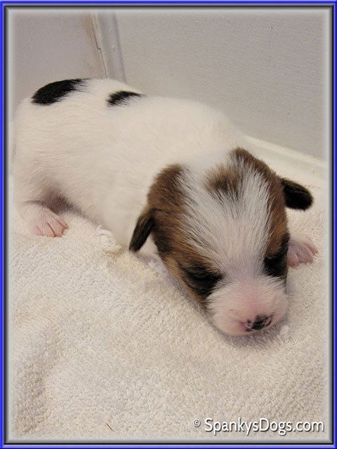 Male #1 Jack Russell Terrier Puppy for Sale